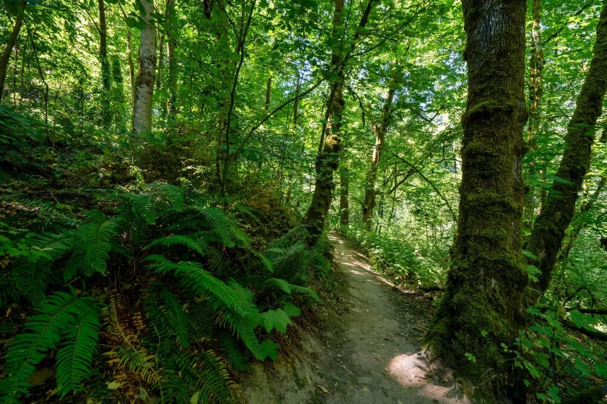 A tranquil woodland retreat near Multnomah Village in Portland, OR