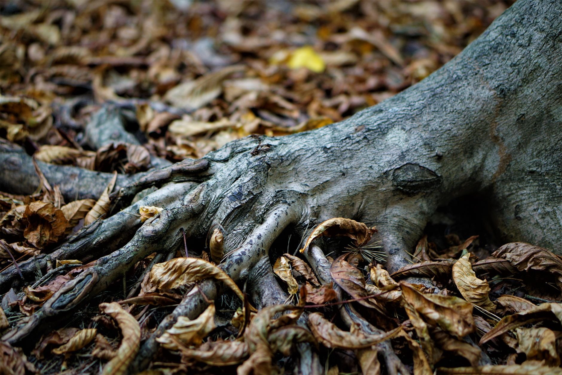 LEAF Deep Roots Festival 2026