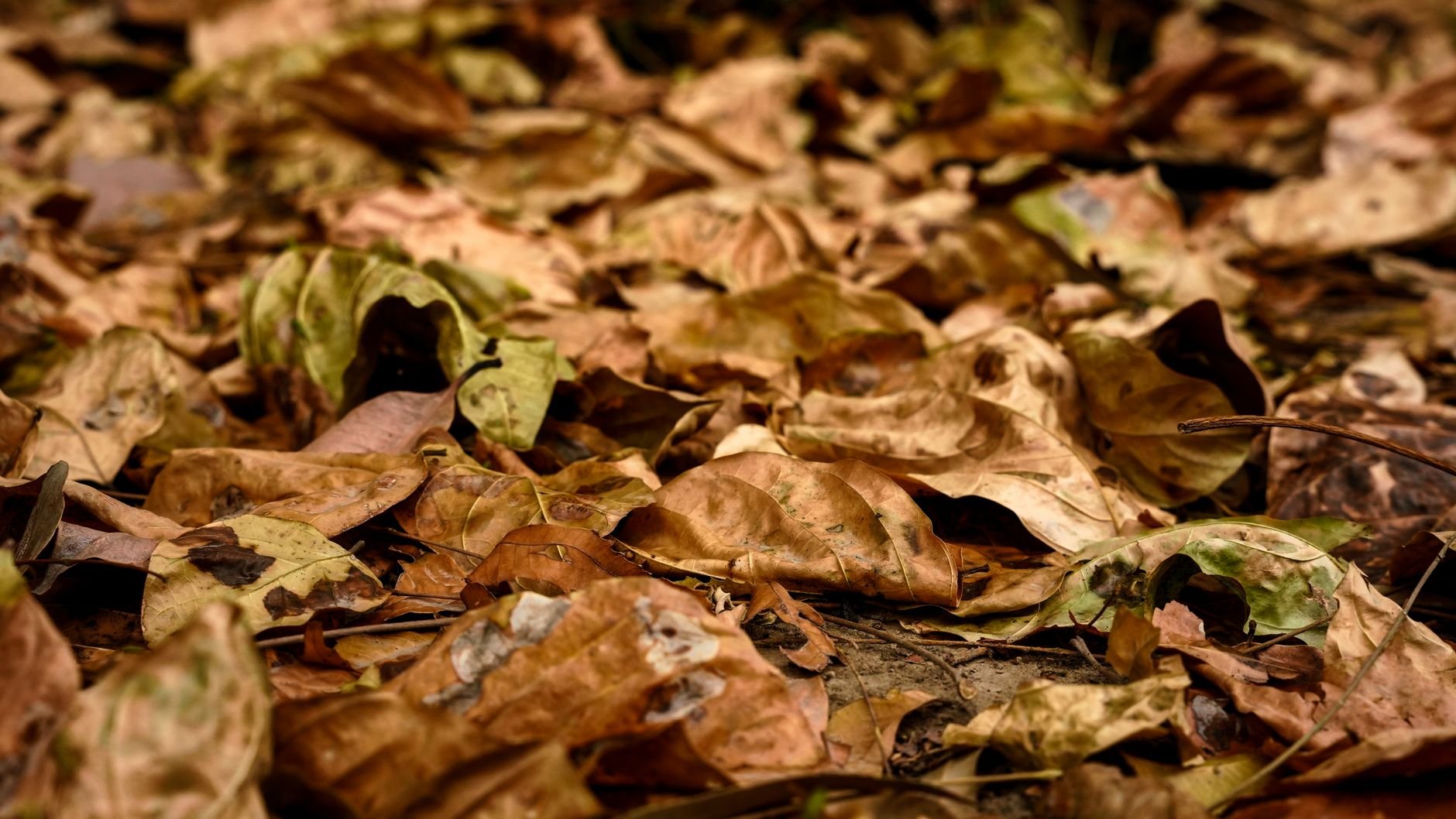 Autumn at Oz Festival 2026
