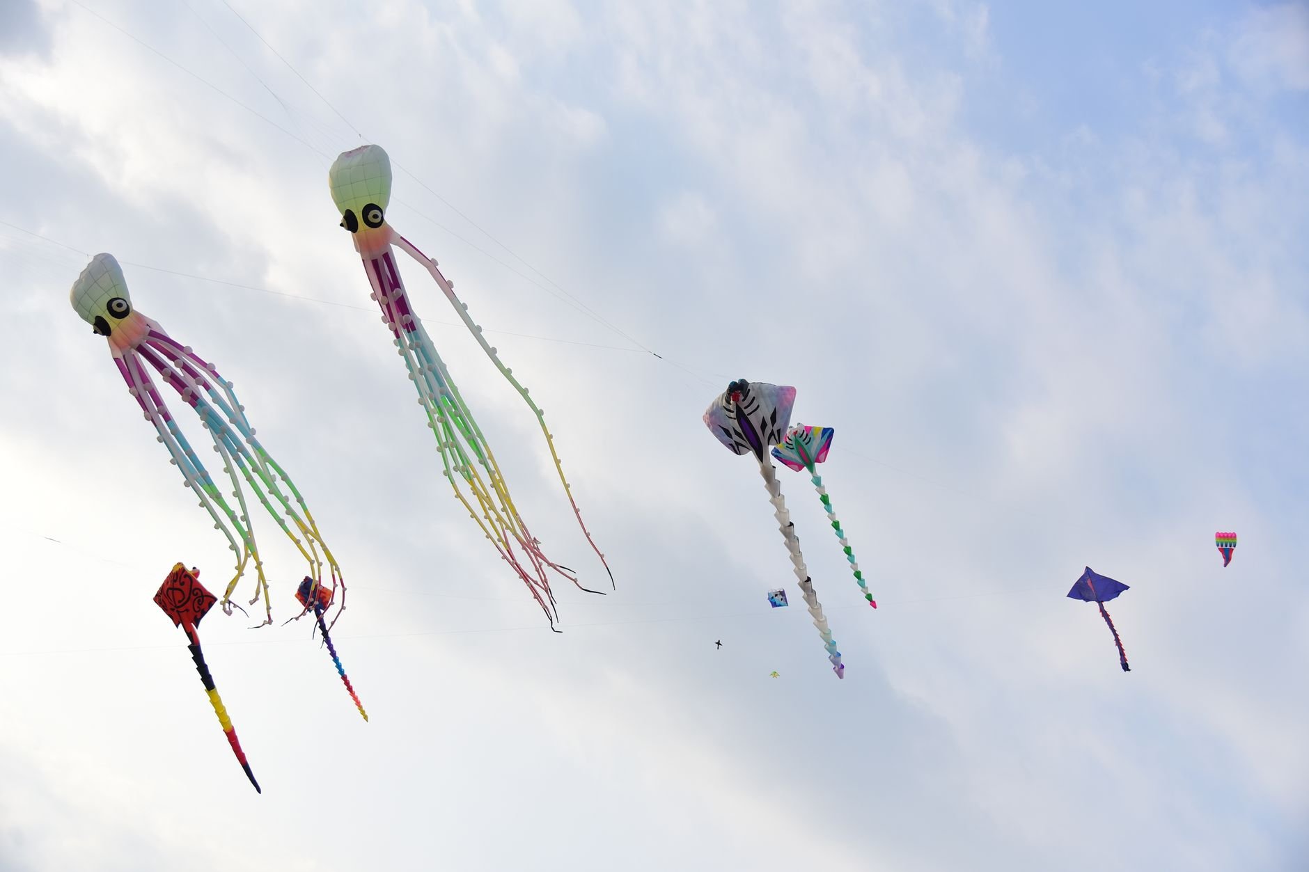Cape Fear Kite Festival