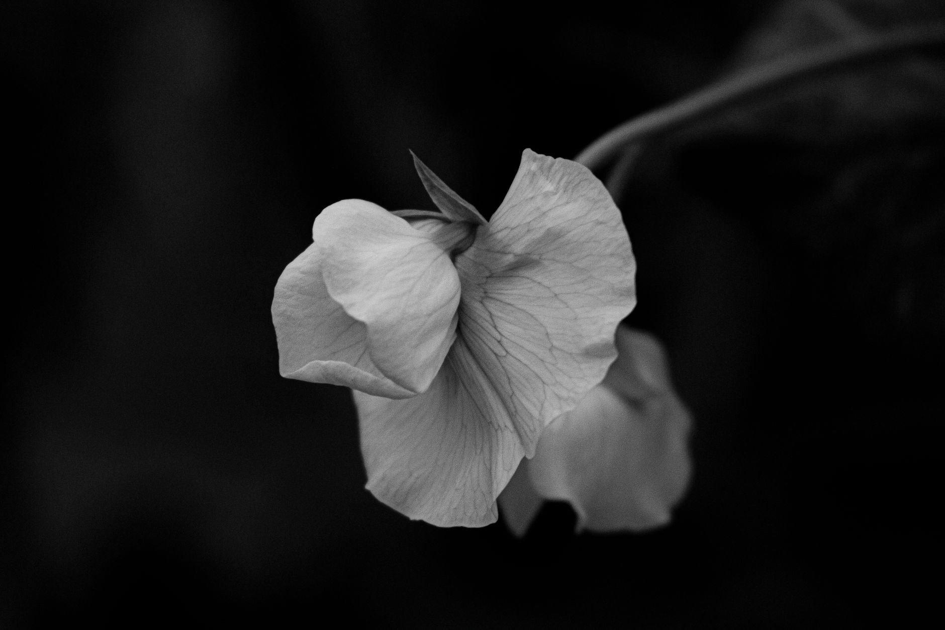 Sweet Pea Festival 2026