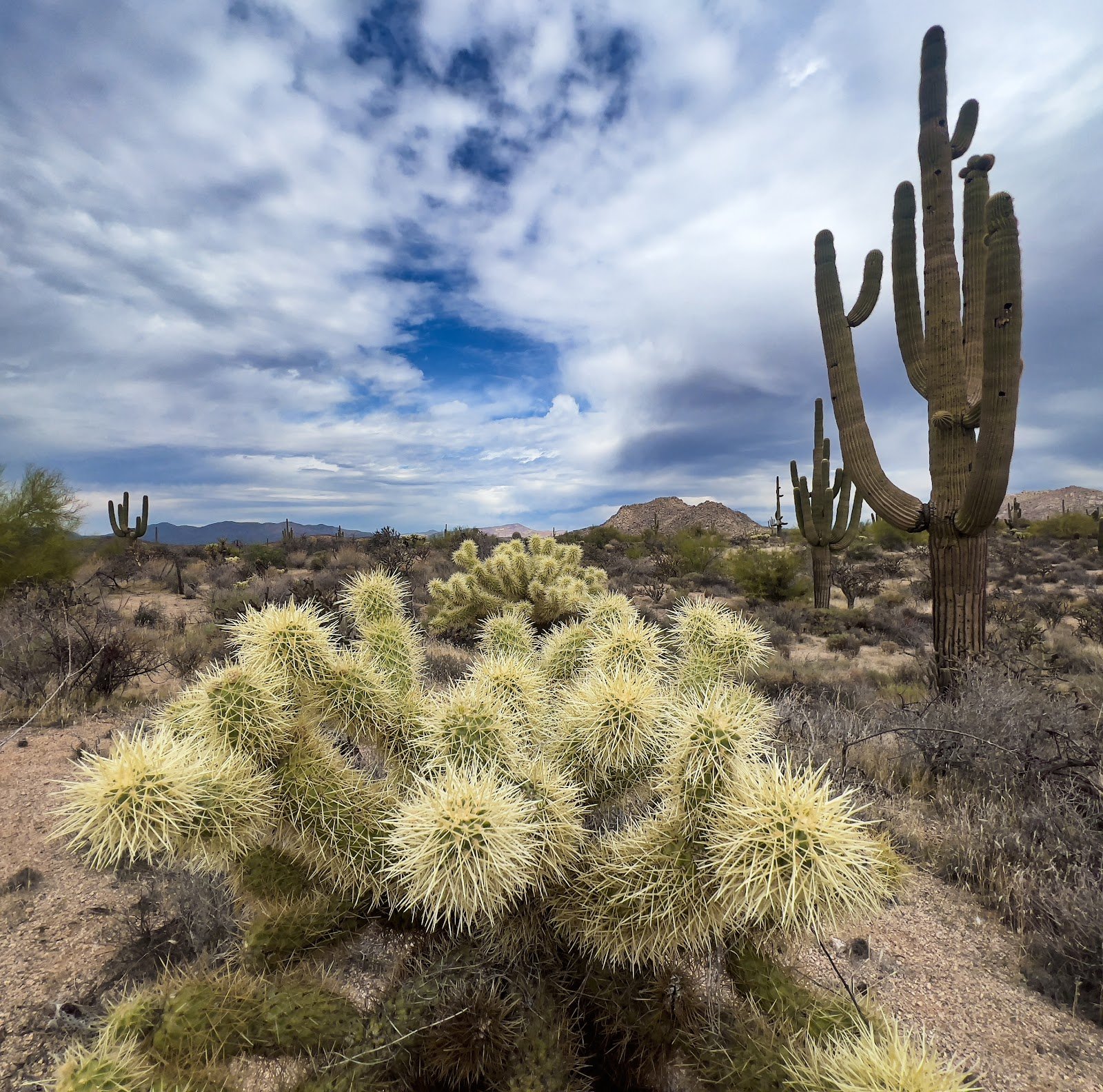McDowell Sonoran Preserve