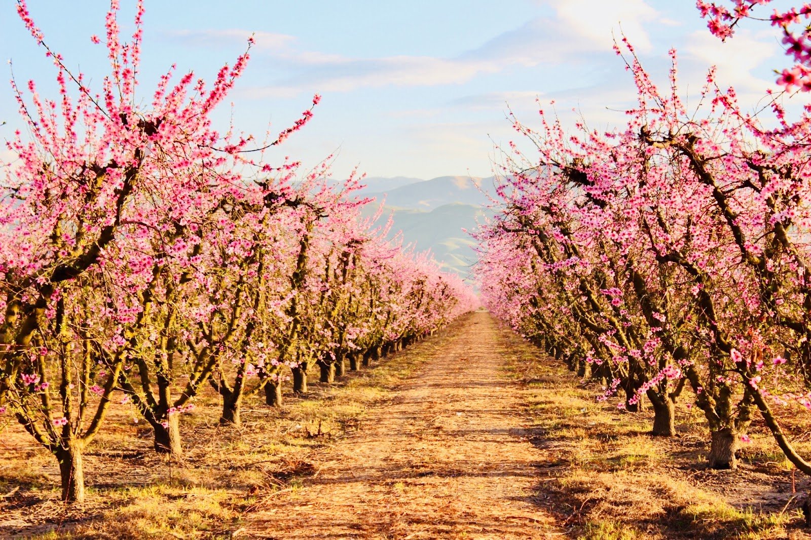 Fresno County Blossom Trail