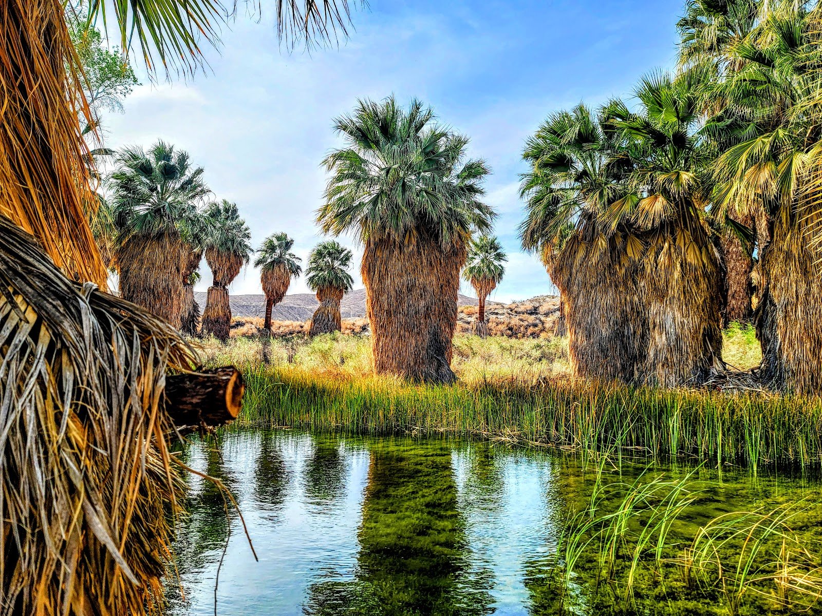 Coachella Valley Preserve - Thousand Palms Oasis Preserve