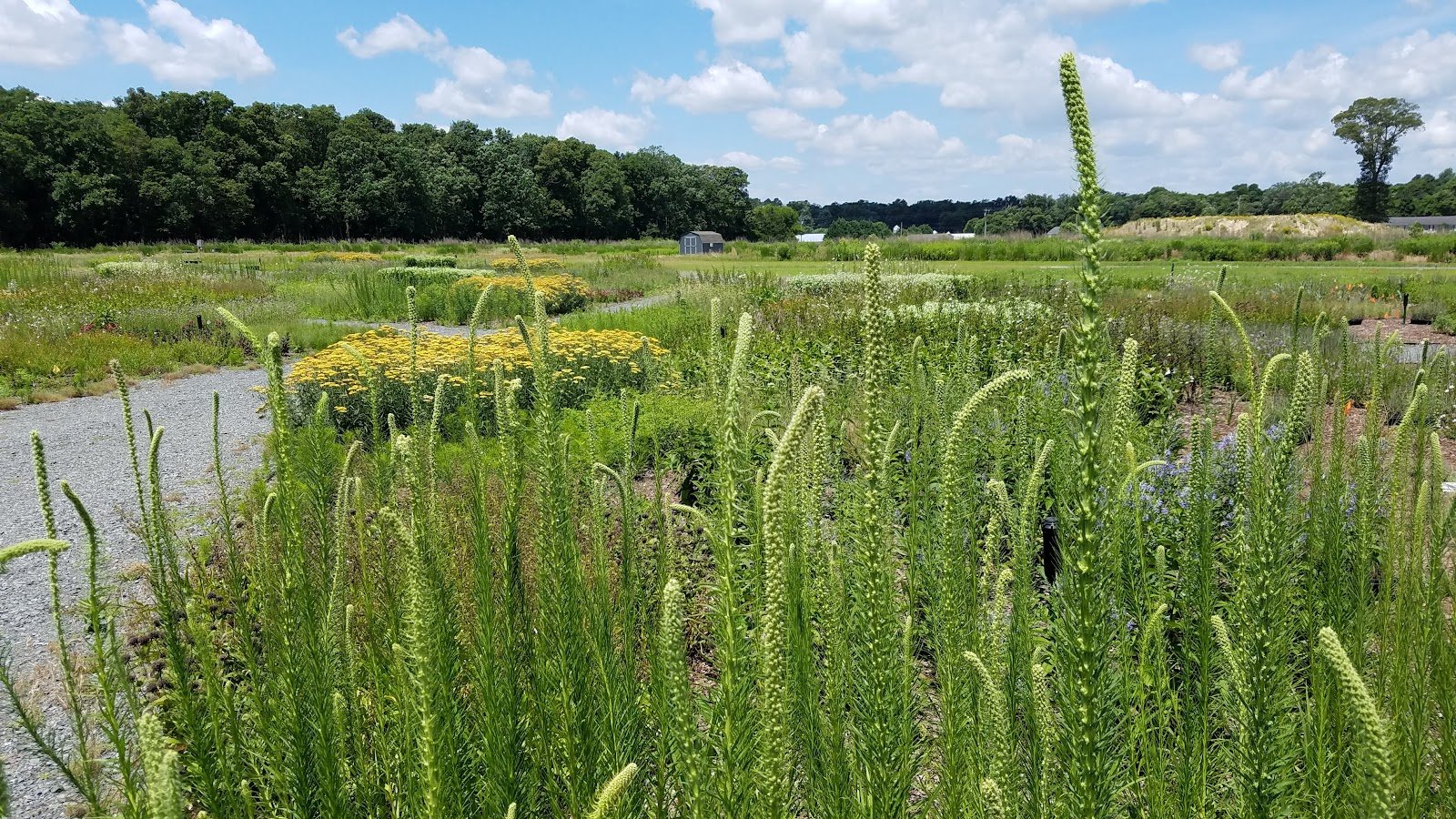 Delaware Botanic Gardens at Pepper Creek