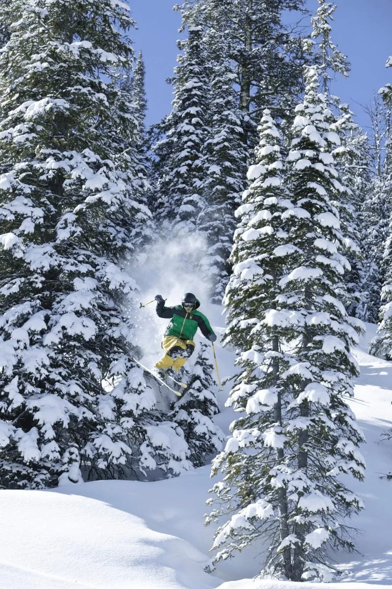 Powder snow explodes around a skier carving through pristine forest glades, where snow-laden evergreens frame Montana's backcountry wilderness playground.