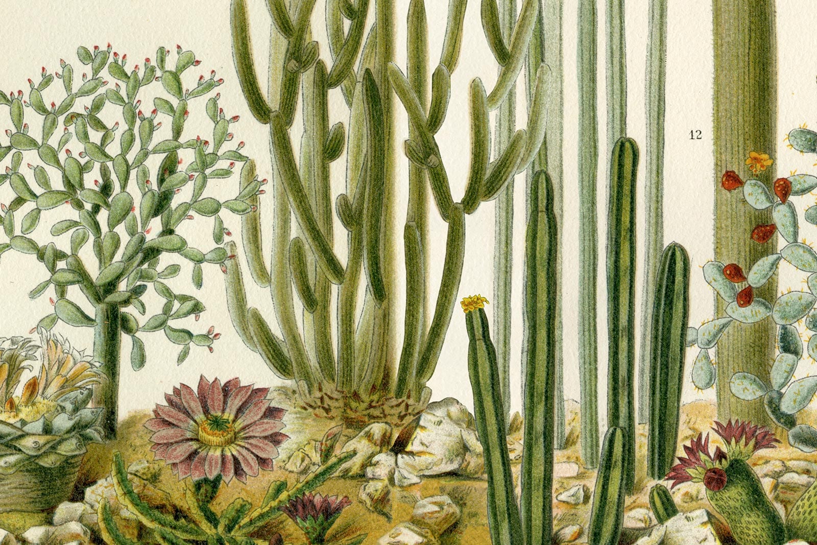 Botanical illustrations evoke desert landscapes in thoughtfully curated artwork, where prickly pear and saguaro cacti create an sophisticated homage to Austin's natural heritage.