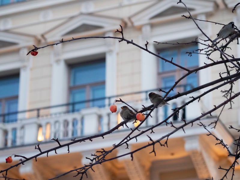 Sparrows perch on thorny branches adorned with rose hips, creating an unexpectedly charming natural vignette against the hotel's elegant cream-colored facade.