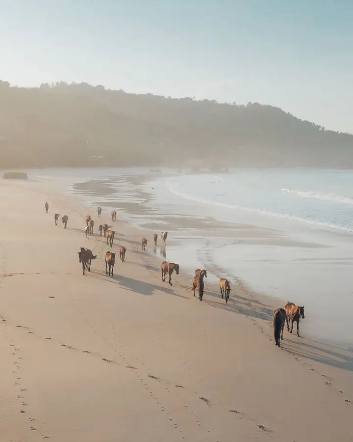 Wild horses roam freely along Nihi's pristine coastline at golden hour, their silhouettes creating an almost mythical procession against the untamed surf and jungle-clad hills.