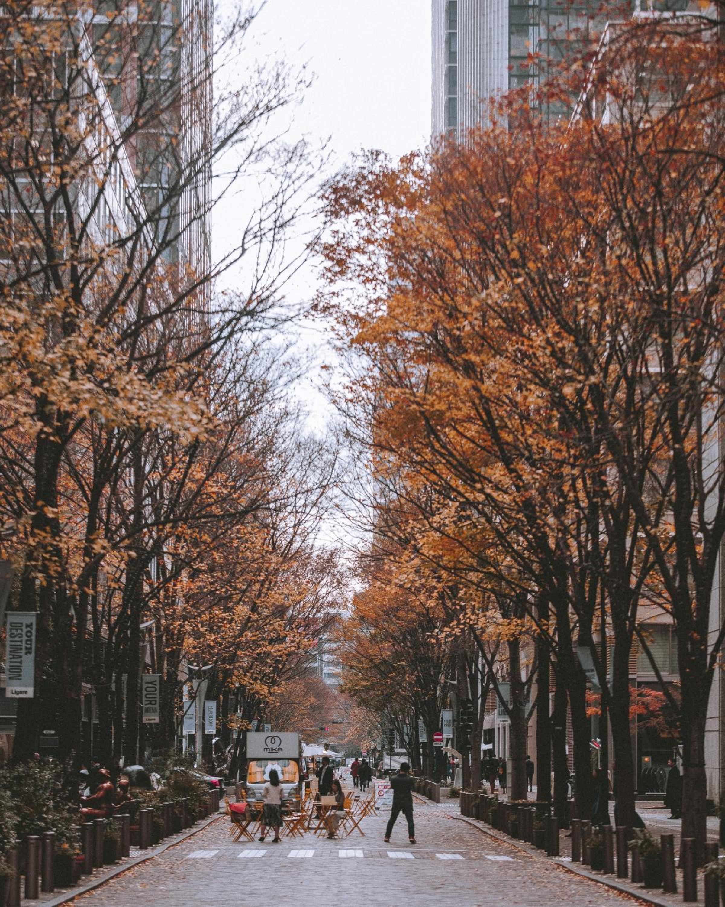 Autumn's golden canopy frames Tokyo's towering skyline from tree-lined streets below, where fallen leaves carpet the pavement in burnished copper hues.