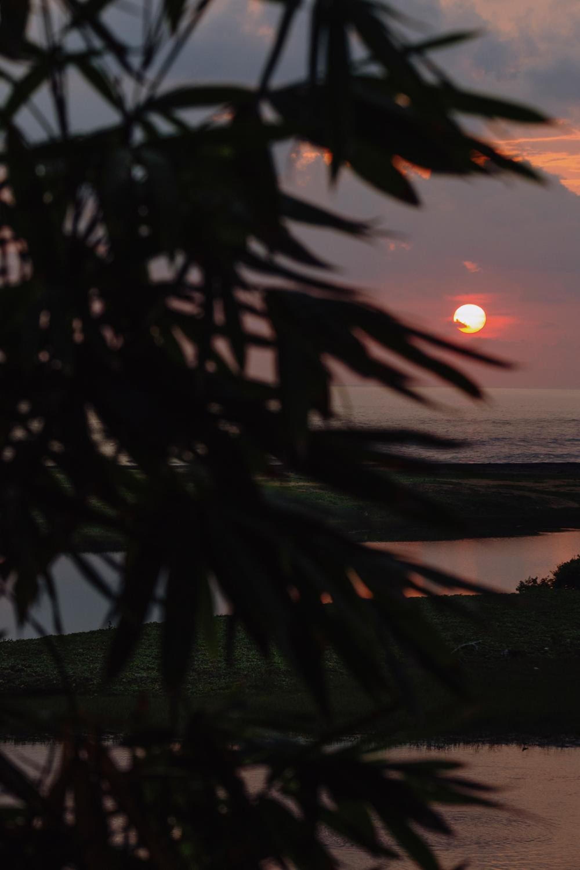 Palm fronds frame the golden orb of sunset as it melts into the Indian Ocean, casting warm amber light across Galle's tranquil coastline.