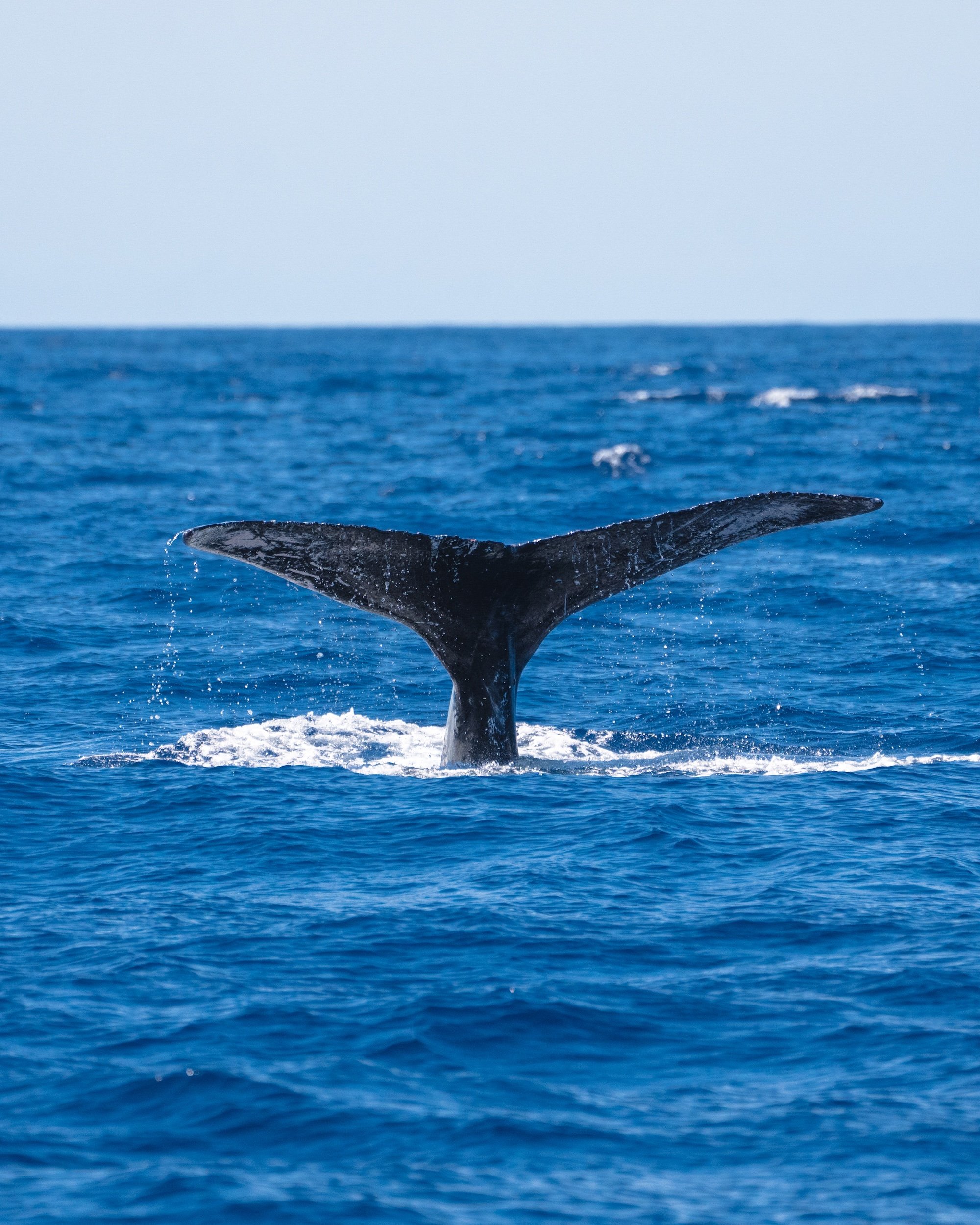 Humpback whales breach in crystalline Pacific waters just offshore from Maui's northwest coast, their massive flukes creating dramatic splashes against the endless blue horizon.