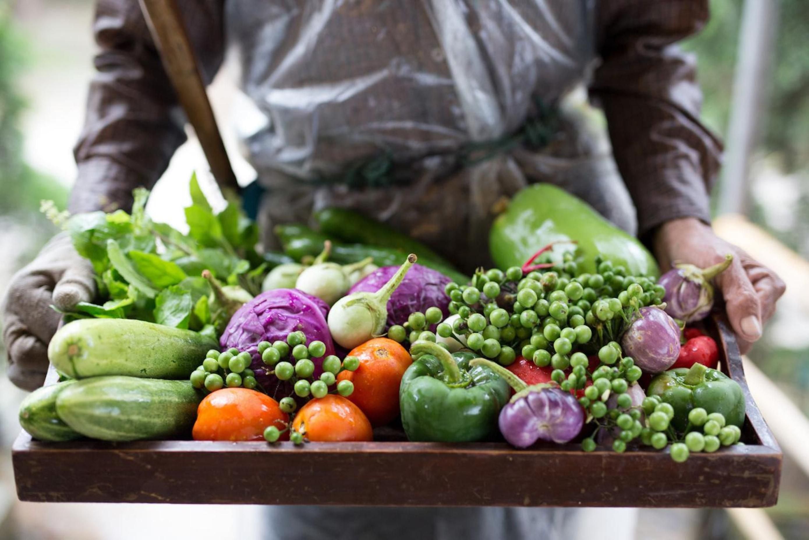 Farm-fresh vegetables arrive at the kitchen in weathered wooden crates, their vibrant purples and greens promising the authentic Thai flavors that define each meal.