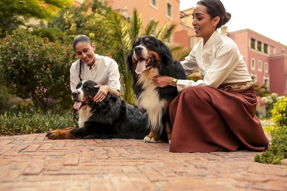 Bernese Mountain Dogs lounge alongside guests on sun-warmed cobblestones, where colonial architecture frames intimate moments in the resort's lush courtyards.