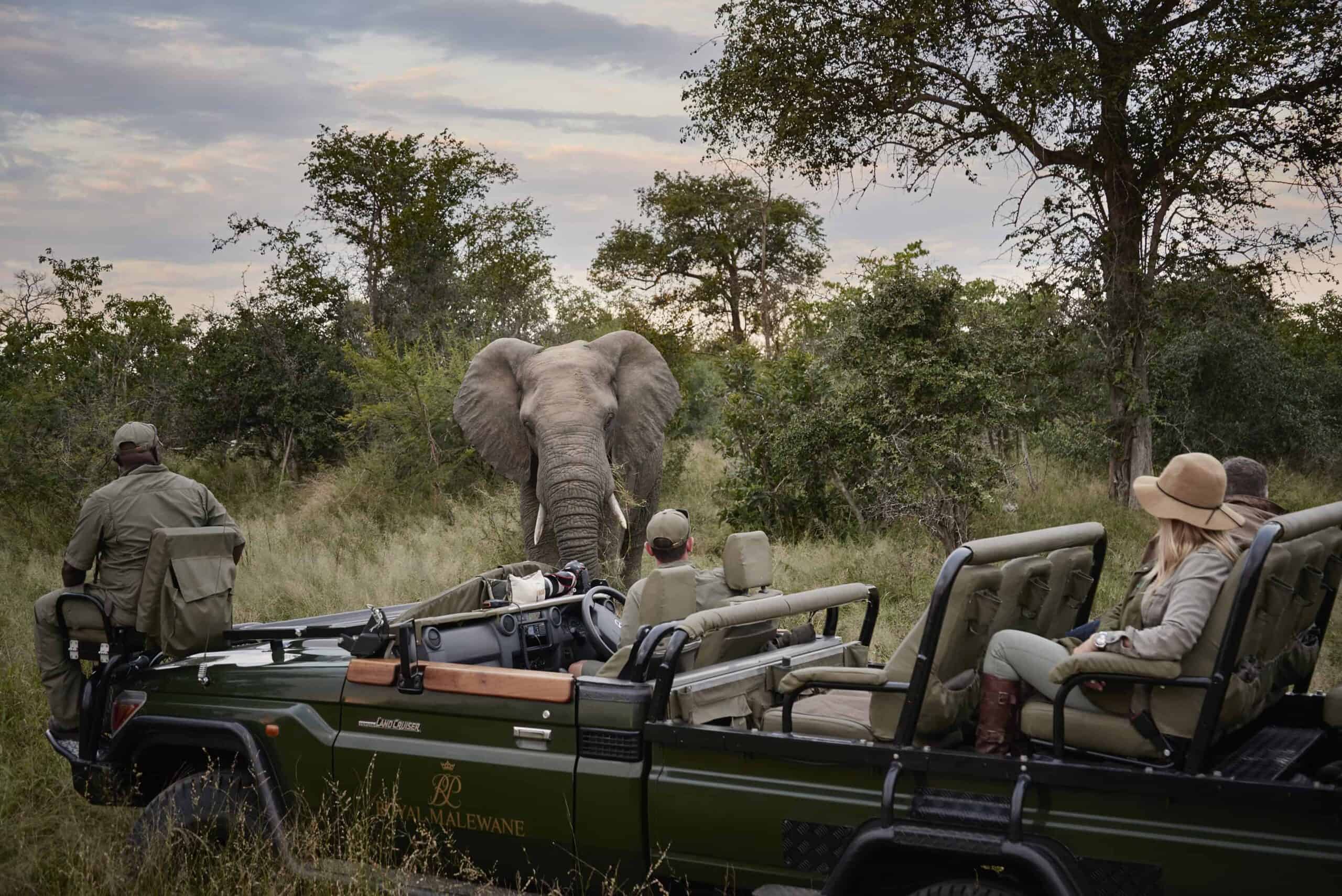 Safari guests observe a magnificent bull elephant from their open-air game vehicle, experiencing the raw intimacy of African wilderness encounters at golden hour.