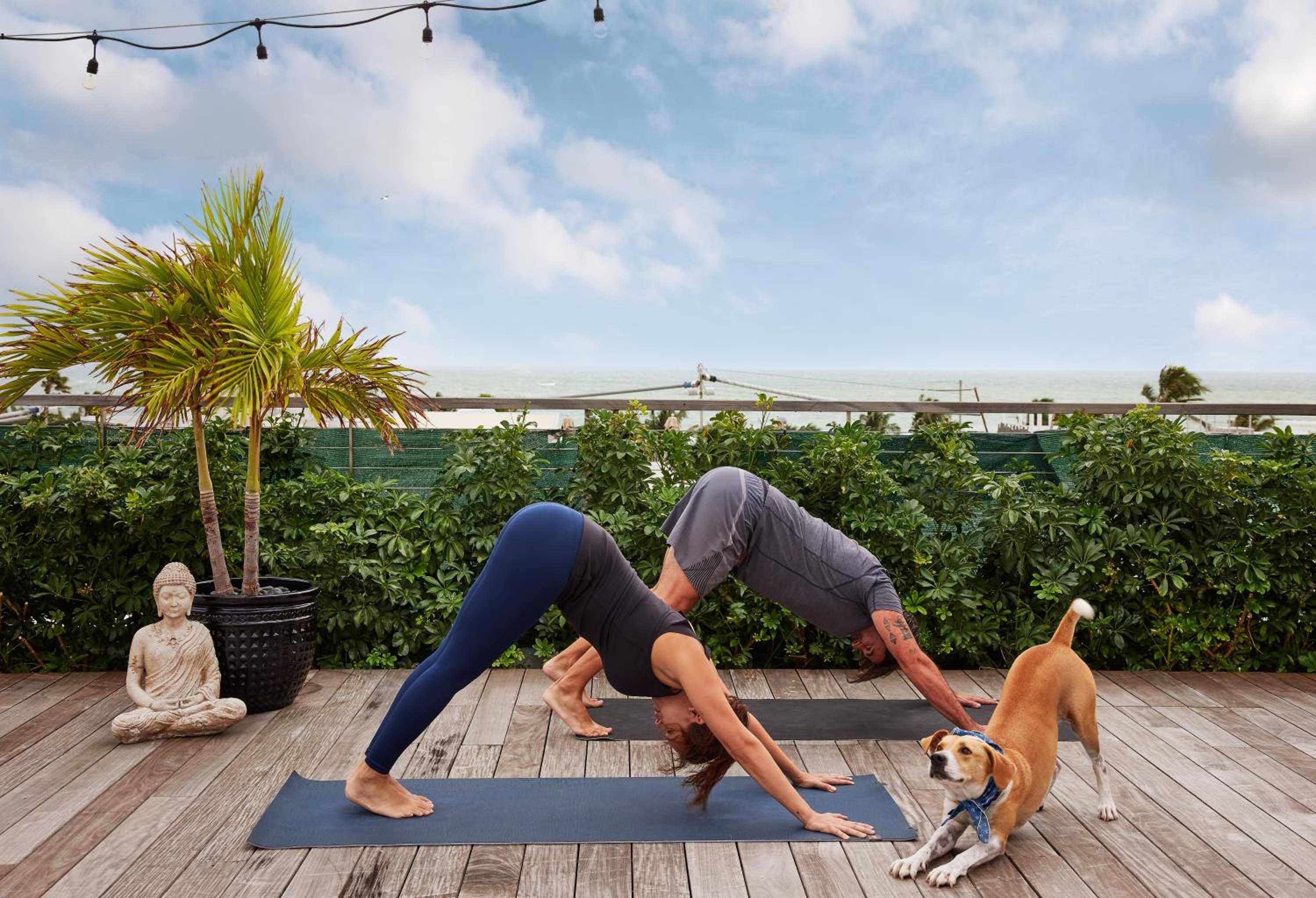 Morning yoga sessions unfold on weathered decking beneath string lights, where downward dogs meet curious canines and Buddha statues overlook the urban skyline.