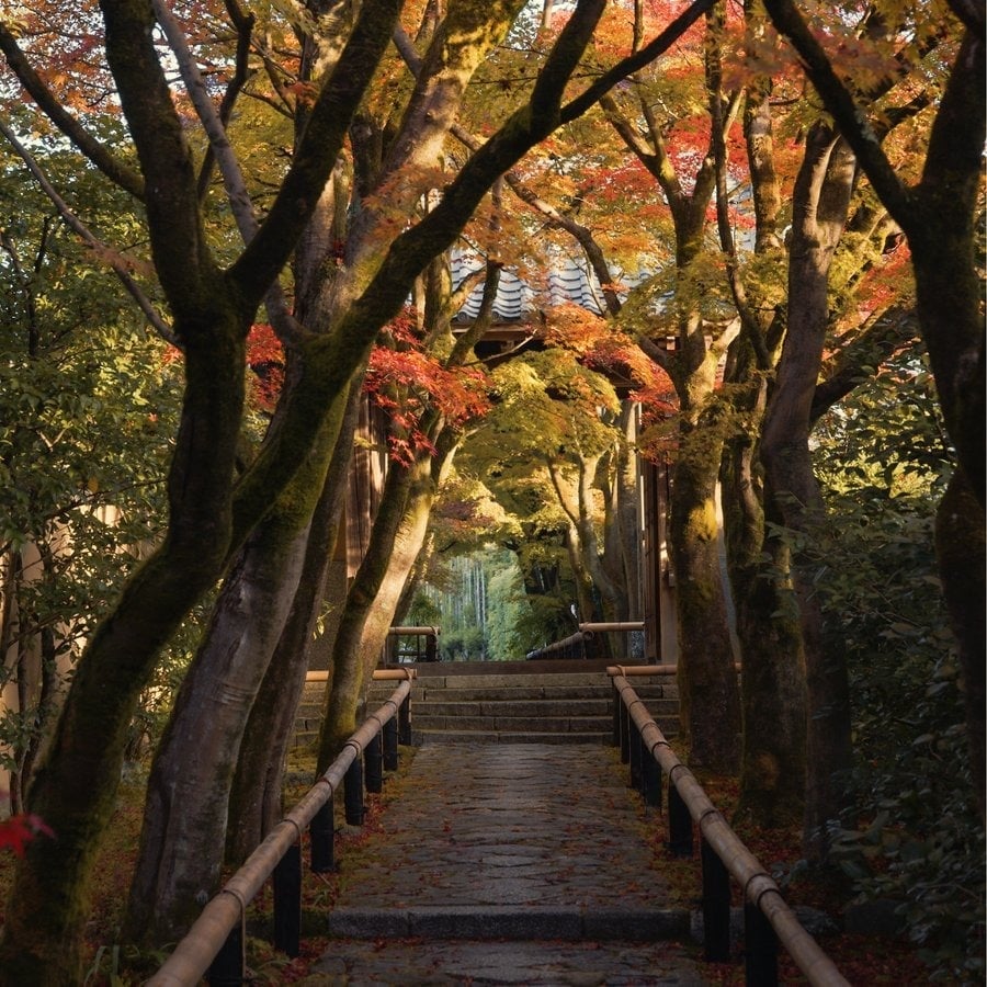Where ancient woodland becomes the architecture of stillness in Kyoto, Kyoto