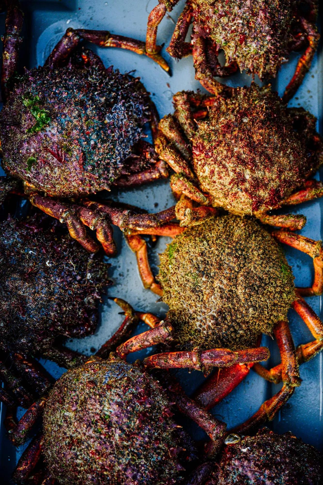 Weathered crabs rest in tidal pools, their shells encrusted with emerald algae and barnacles—a testament to Brittany's wild, untamed coastline where marine life thrives.