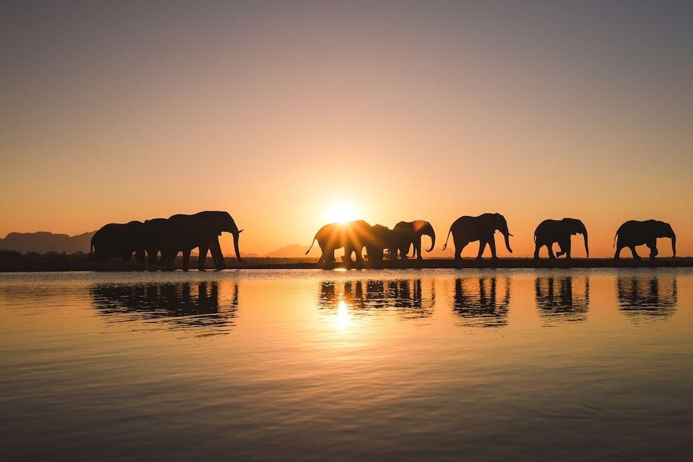 Where the herd comes first and the wild feels close enough to touch in Hoedspruit, Limpopo