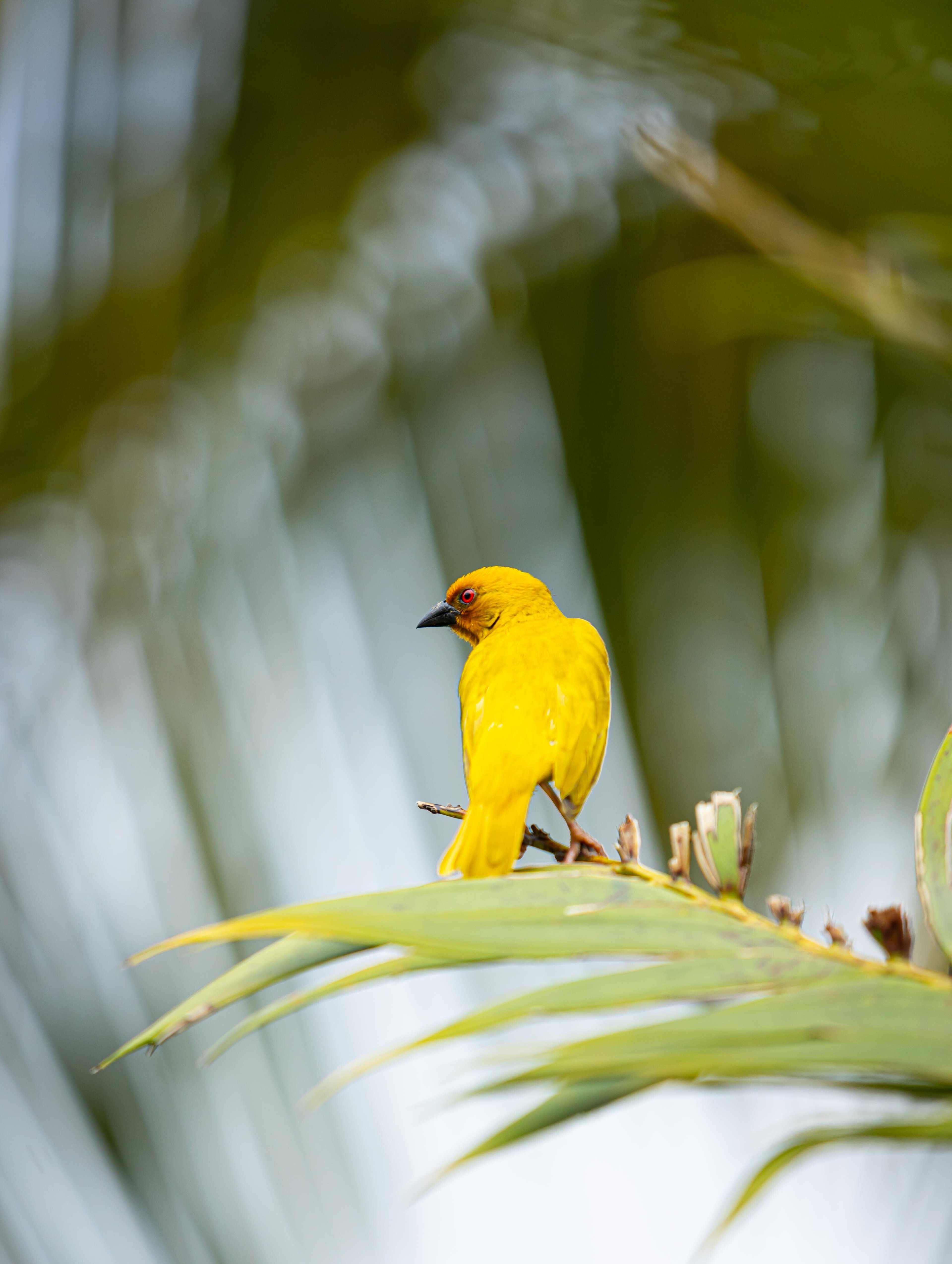 Vibrant golden weaver birds add splashes of color to the lush tropical foliage, their melodic calls drifting through palm fronds in the morning light.