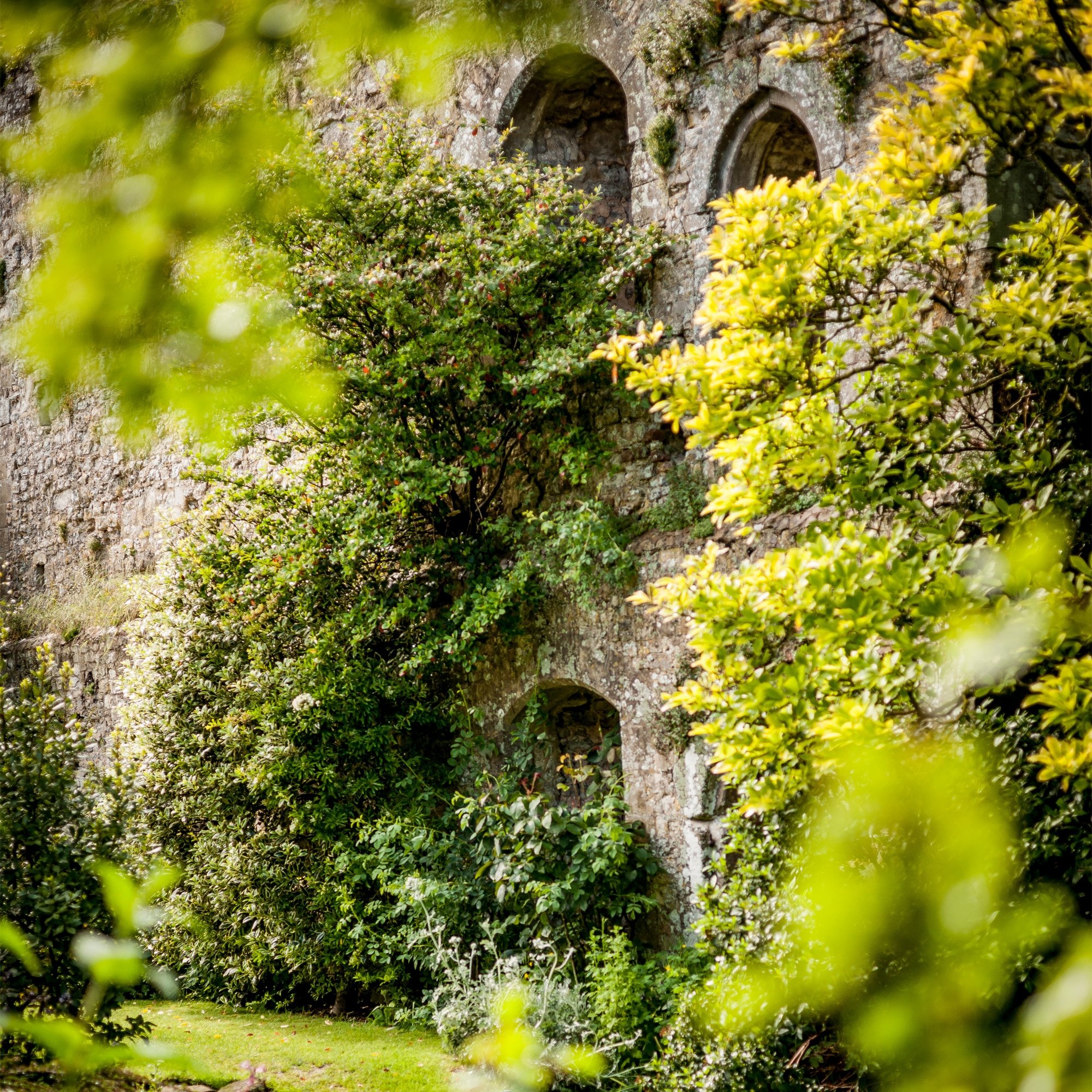 Ivy-draped stone walls and Gothic arched windows emerge through verdant foliage, where centuries-old masonry mingles with wild English gardens in perfect medieval harmony.