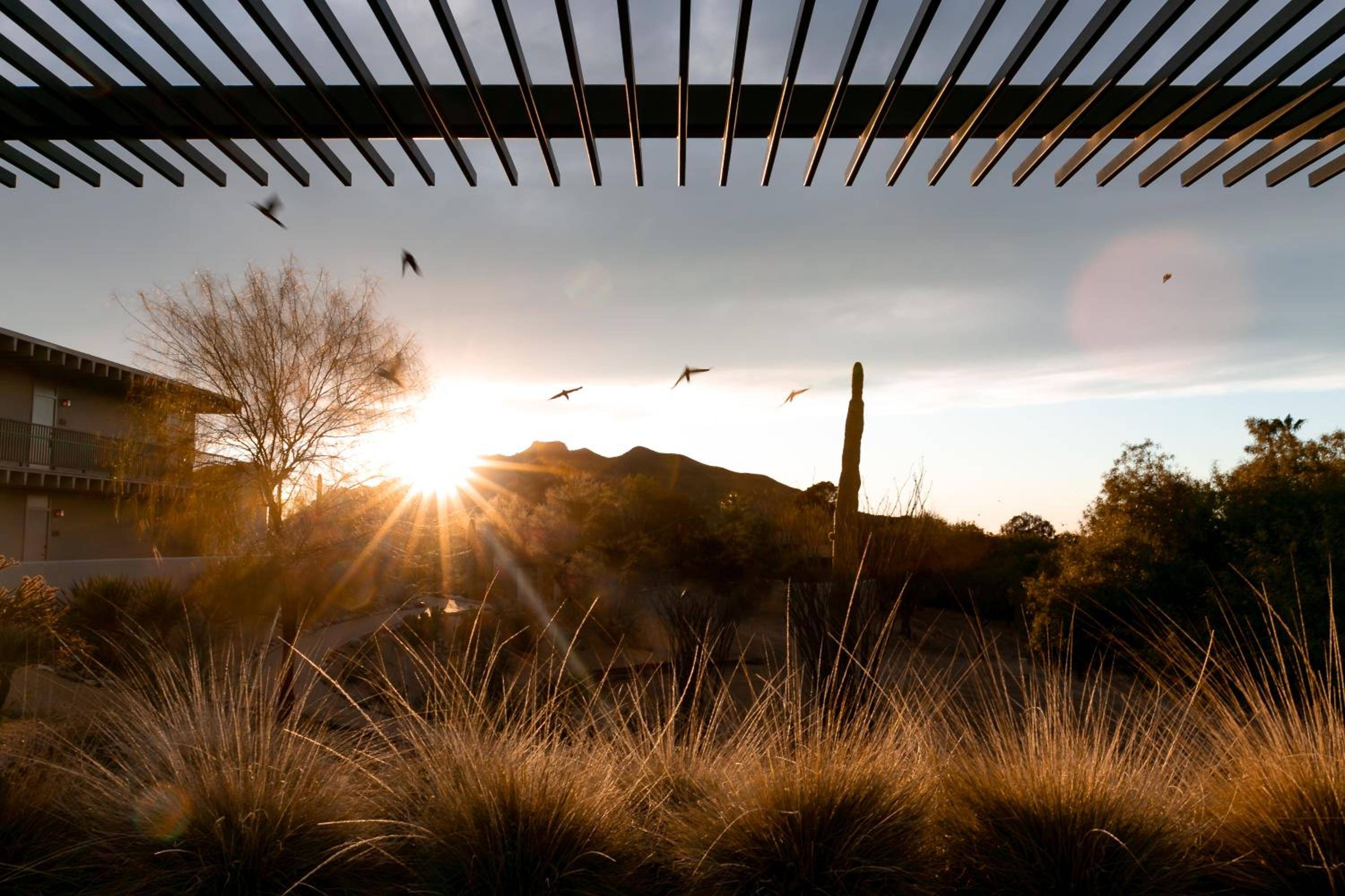 Golden hour light filters through CIVANA's pergola as desert grasses catch the last rays, while mountains frame this tranquil Sonoran sanctuary.