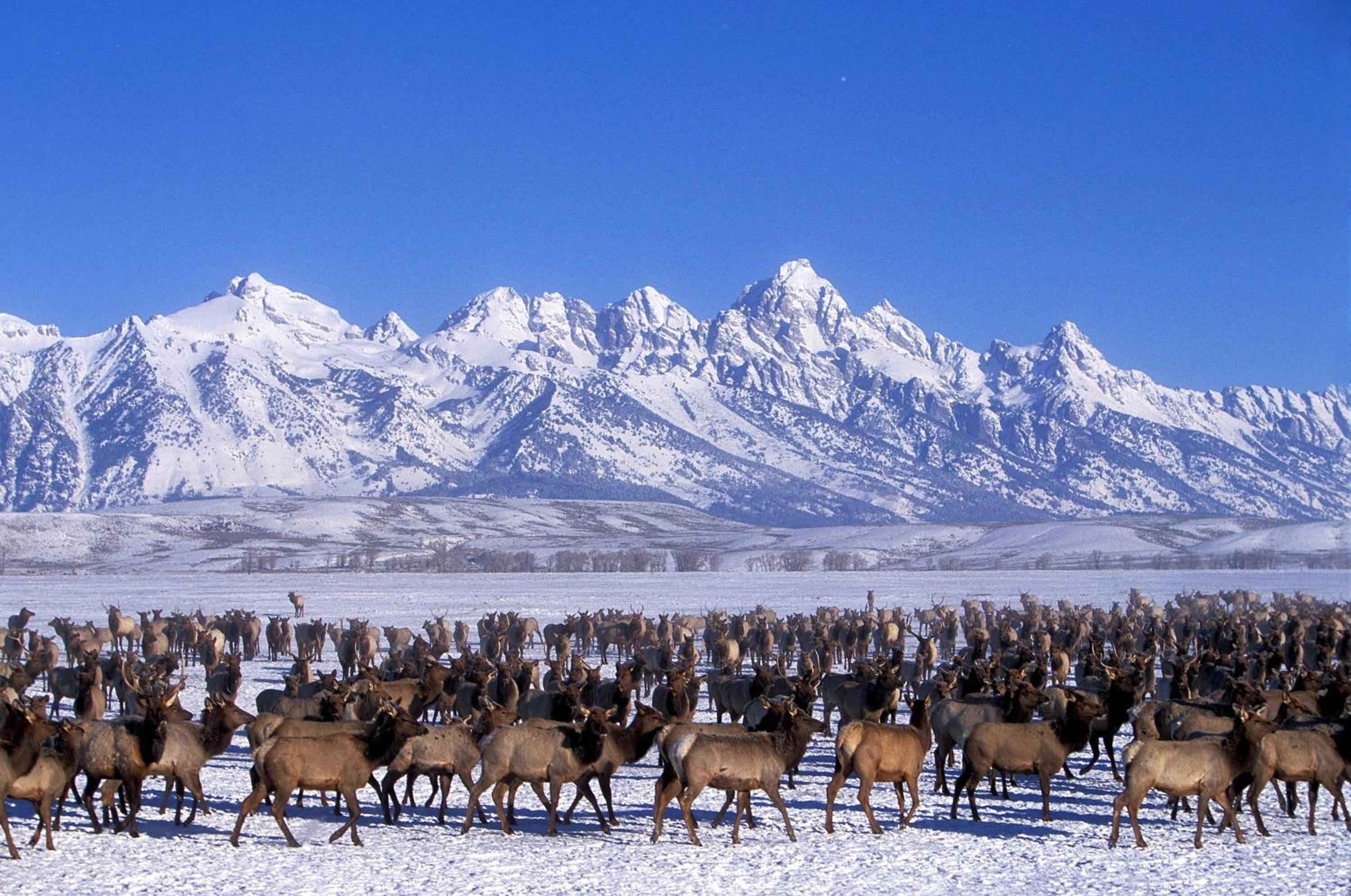 Snow-dusted peaks of the Teton Range create a breathtaking backdrop as hundreds of elk gather on winter grounds, a wildlife spectacle visible from Jackson Hole's premier lodges.