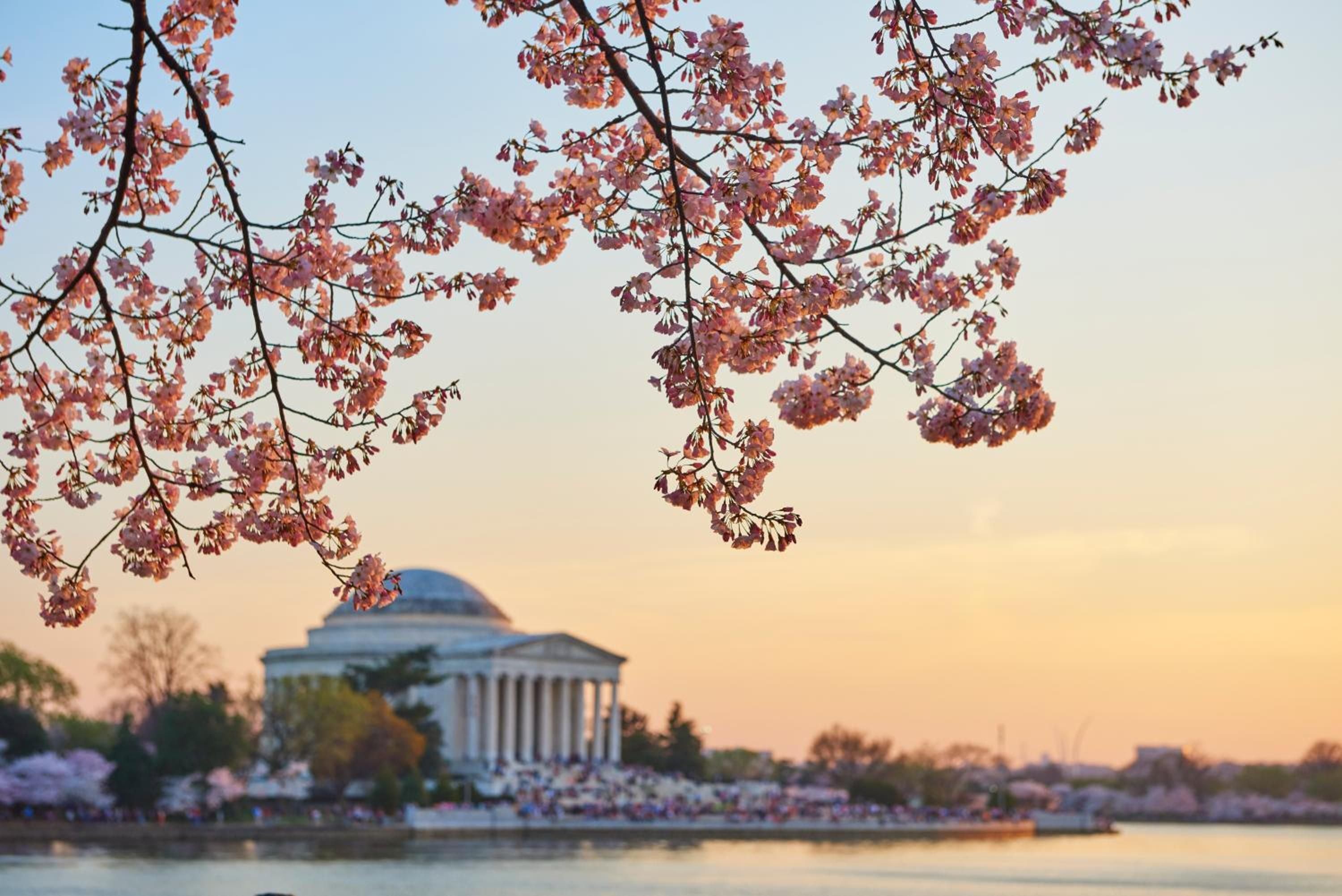Cherry blossoms frame the Jefferson Memorial at golden hour, creating Washington's most romantic springtime tableau just moments from Salamander DC's sophisticated embrace.