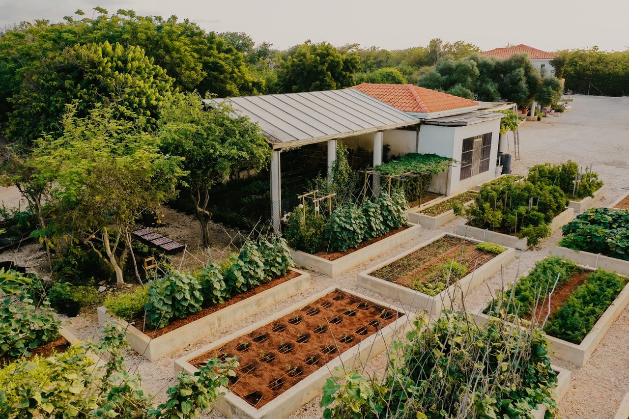 Raised beds brimming with vegetables and herbs create an intricate patchwork garden, while solar panels blend sustainability with Mediterranean charm beneath ancient olive trees.