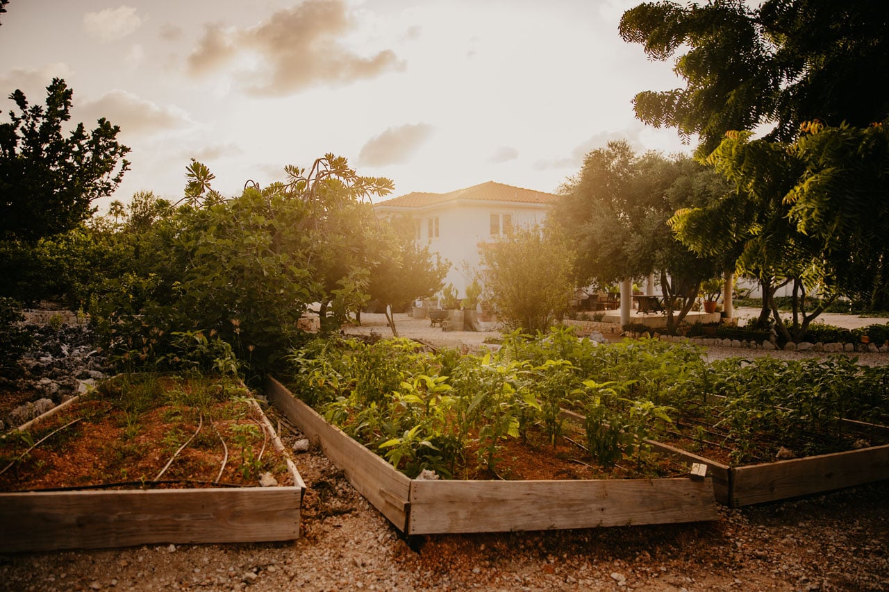 Golden hour bathes raised vegetable beds where fresh herbs flourish beneath fruit trees, creating an enchanting farm-to-table oasis steps from the main residence.