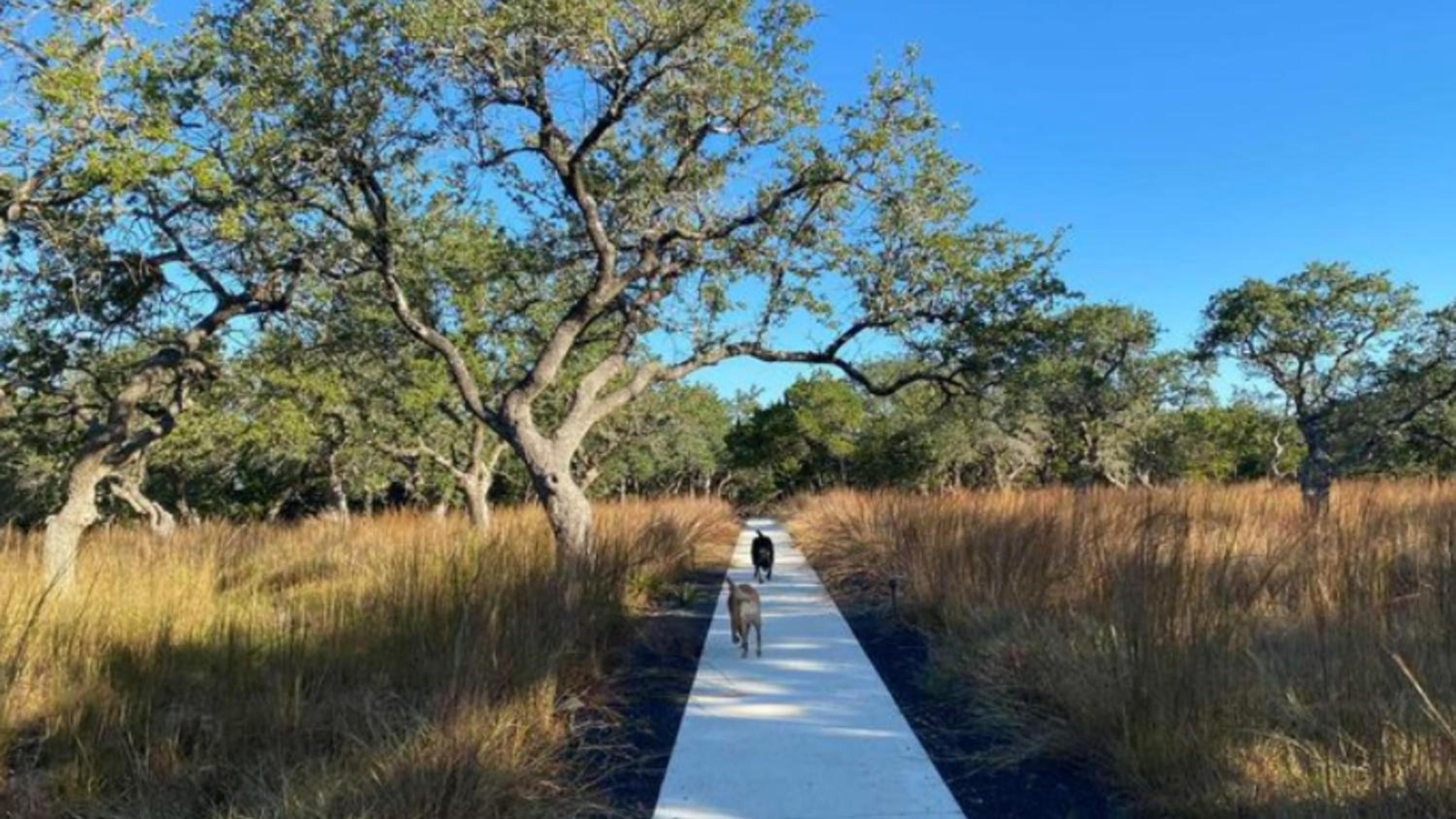 A weathered boardwalk cuts through golden prairie grasses, where ancient oak trees cast dappled shadows beneath endless Texas sky—pure ranch country serenity.