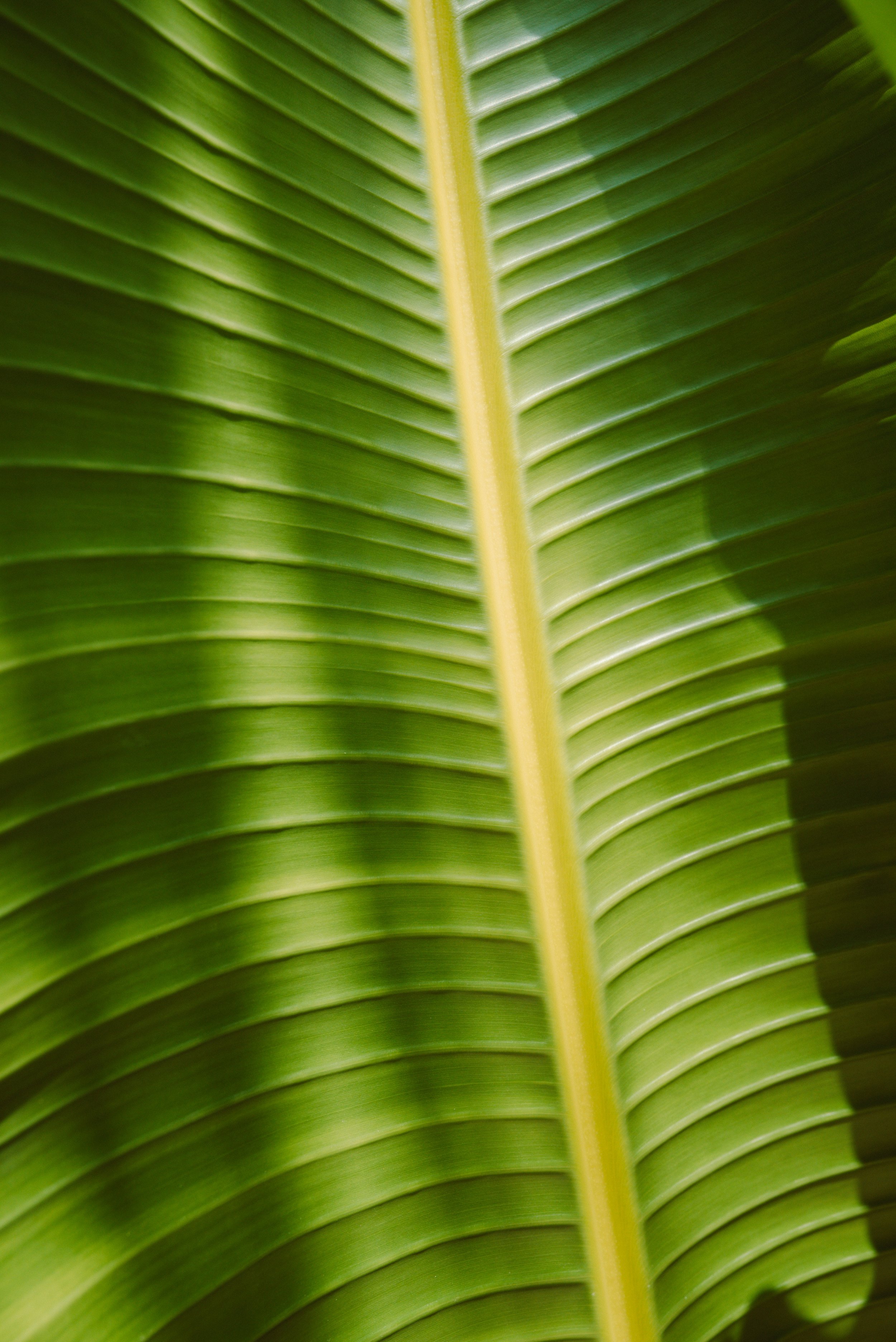 Tropical foliage creates intimate pockets of verdant tranquility, where golden-veined leaves filter dappled sunlight into nature's own cathedral of green serenity.