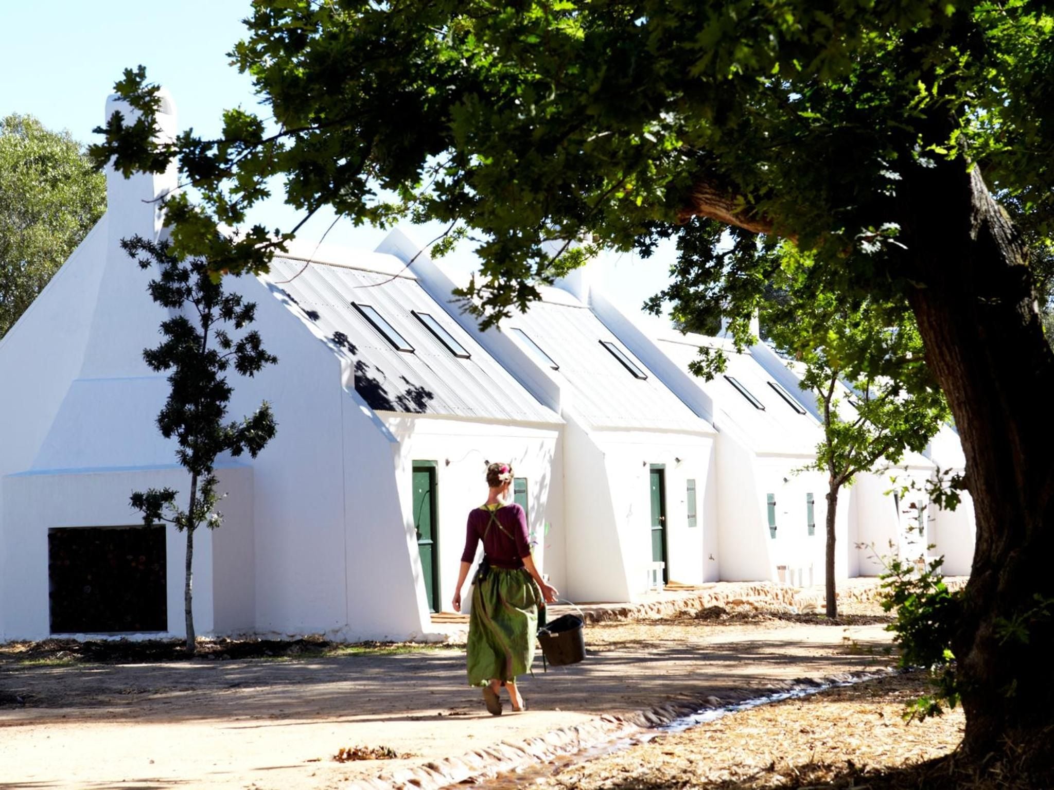 Whitewashed Cape Dutch cottages emerge from ancient oak shade, where guests in period dress stroll cobbled paths through this living museum of South African heritage.