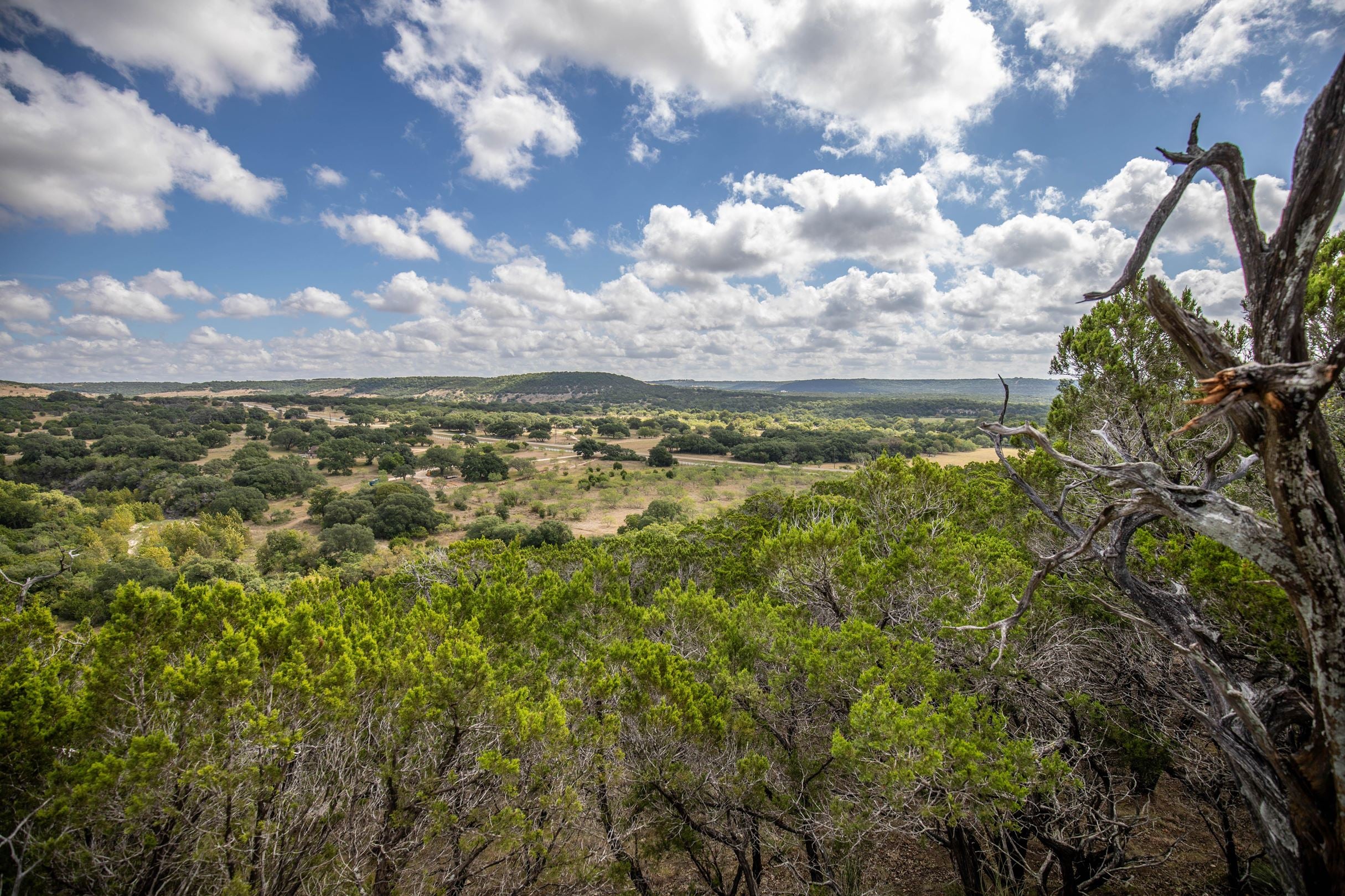 Rolling hill country stretches endlessly beyond weathered cedar branches, where golden grasslands meet dense oak groves under Texas's signature big sky studded with cotton-white clouds.