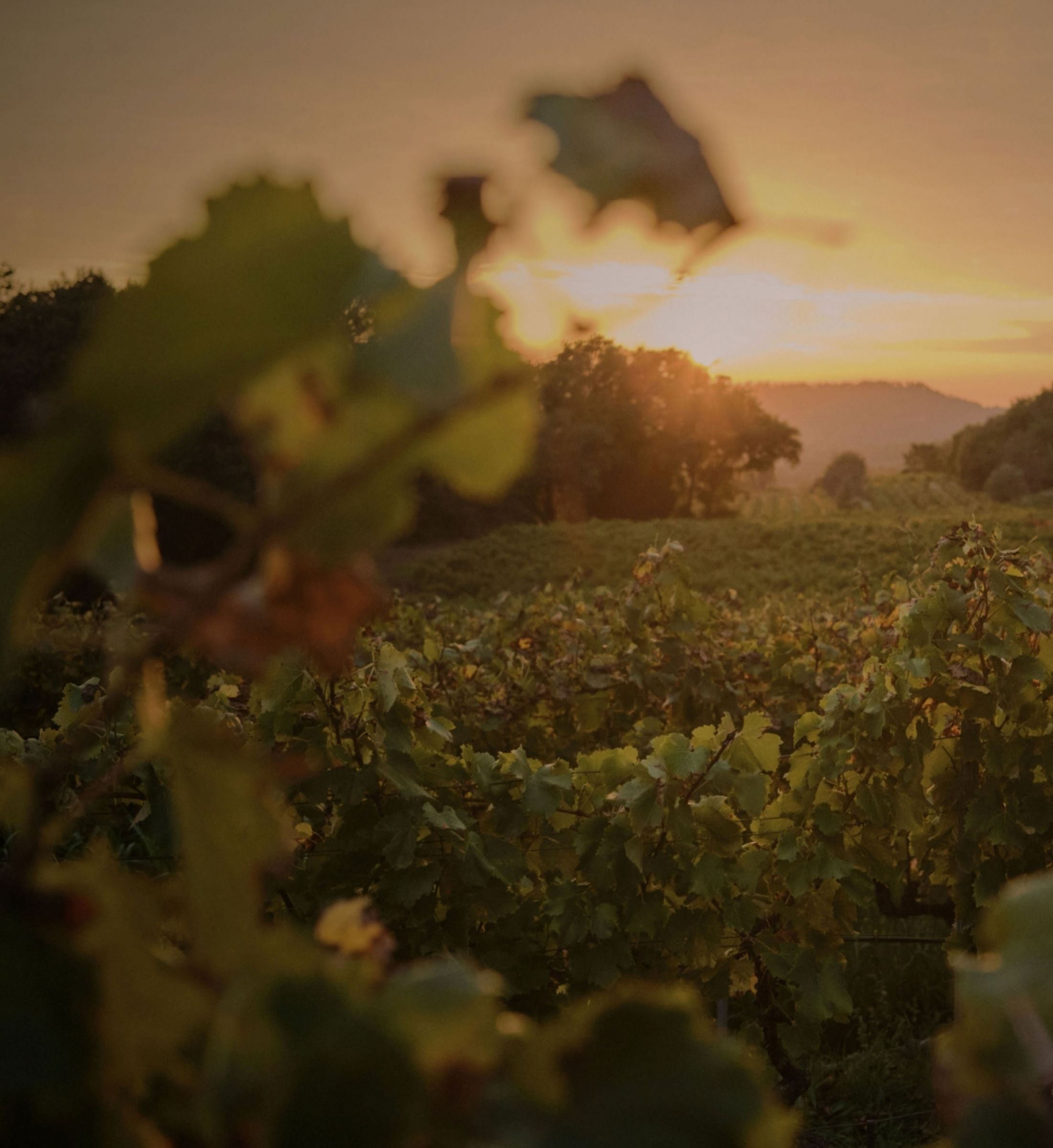 Golden hour bathes the vineyard rows in honeyed light as harvest hands gather grapes beneath centuries-old olive trees, mountains silhouetted against Provence's eternal sky.
