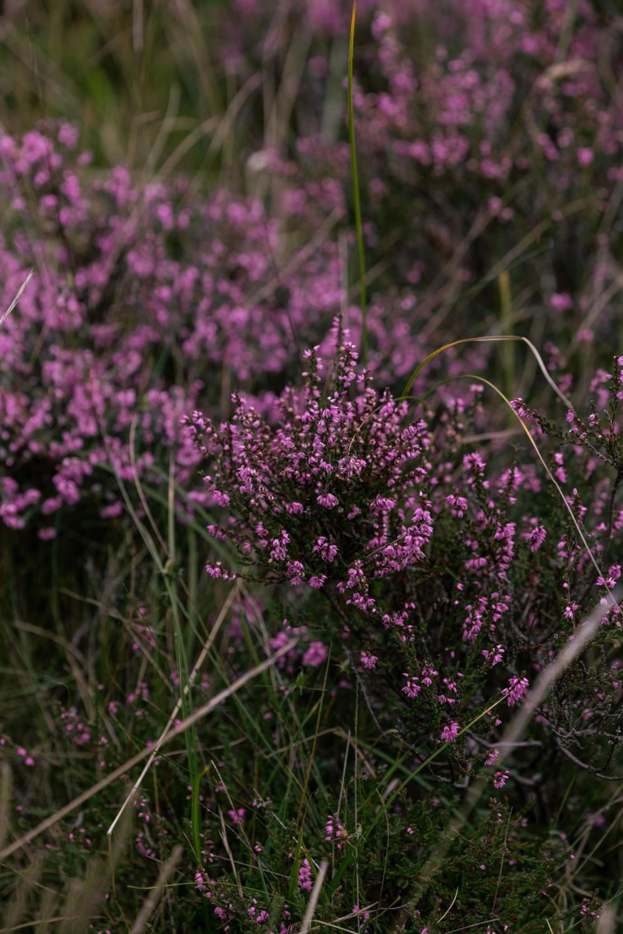 Wild heather blooms paint the Scottish landscape in vibrant purple hues, creating a natural tapestry that frames this Highland retreat's grounds.