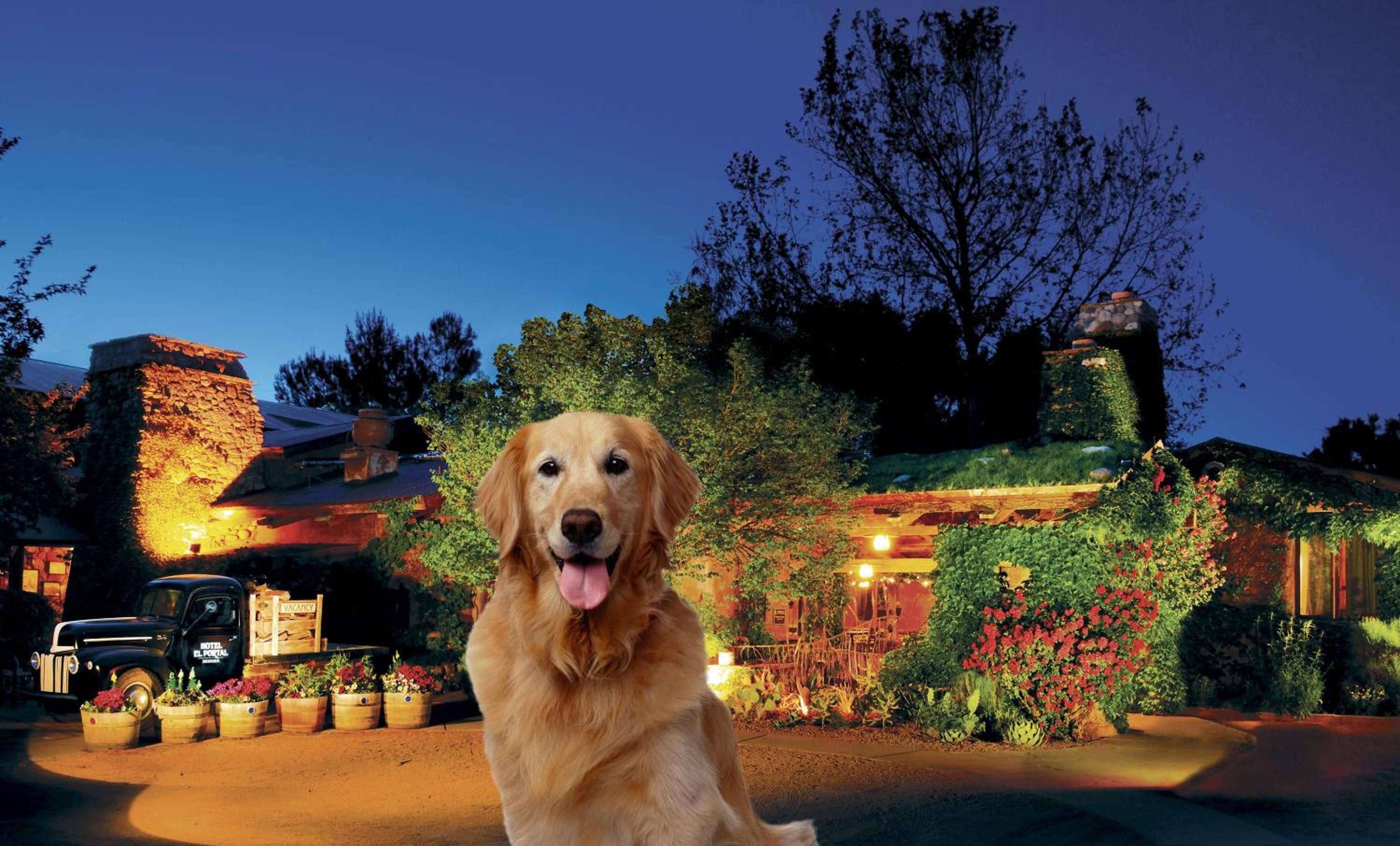Golden retrievers and ivy-draped adobe walls create an enchanting welcome at this Sedona sanctuary, where warm lighting transforms the courtyard into pure magic at twilight.