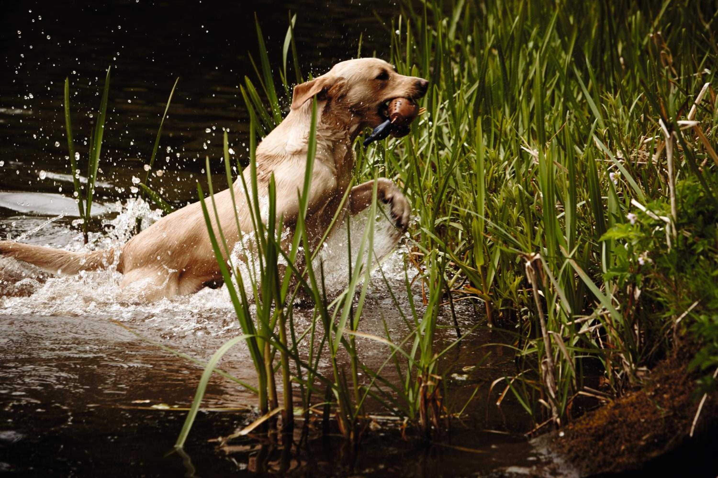Golden retrievers splash through Highland streams near the estate, embodying the spirited outdoor culture that makes Gleneagles a true Scottish sporting paradise.