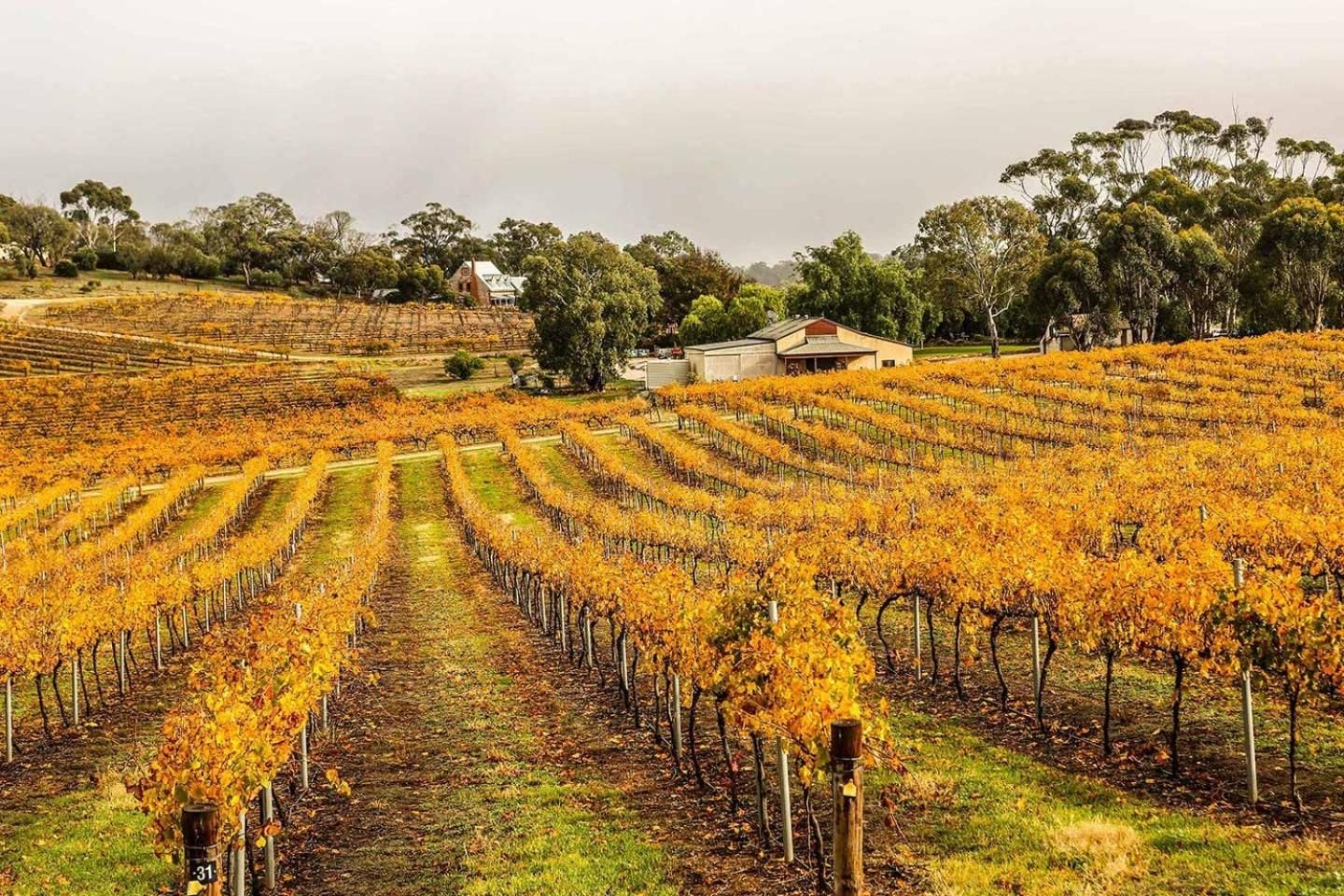 Golden autumn vines cascade across rolling hills, where harvest-ready rows create a tapestry of amber and rust beneath the soft Barossa Valley light.