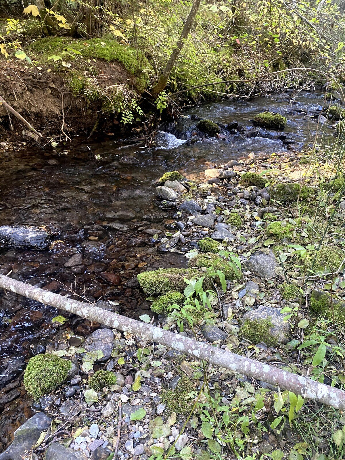 Stoner Creek flows year-round and fluctuates in depth and flow according to the season.