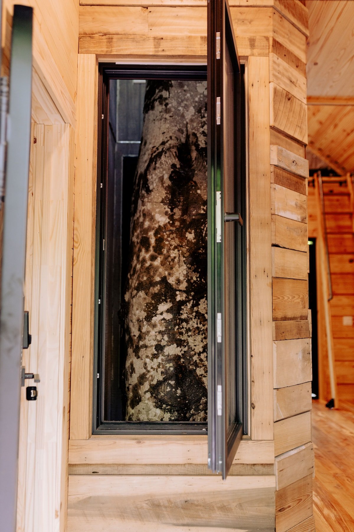 Our beautiful Beech tree, the heart of this treehouse, available to admire by opening a window