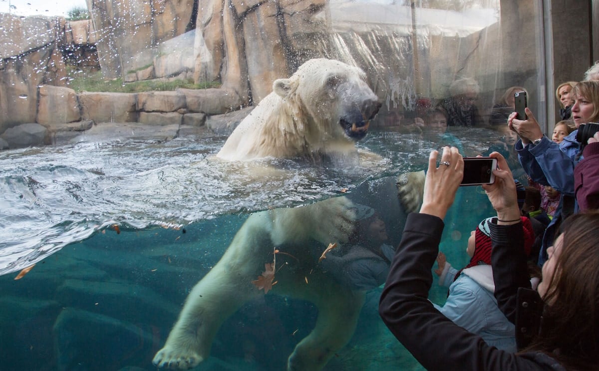 Lincoln Park Zoo is always a favorite and it's FREE