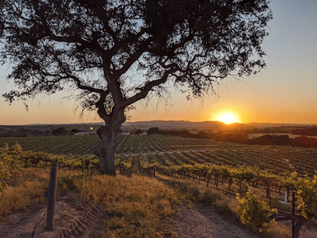 Wine, warmth, and analog pleasures at a farmhouse among the vines in Paso Robles, CA