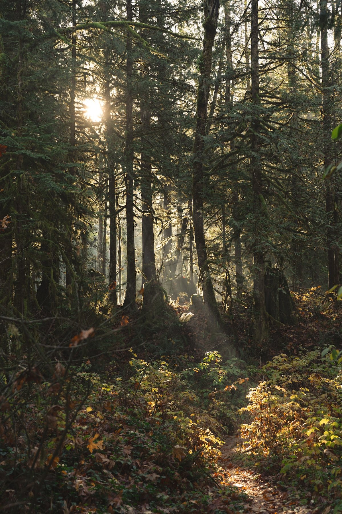 Morning light through the forest on the trails in back of the cabin.