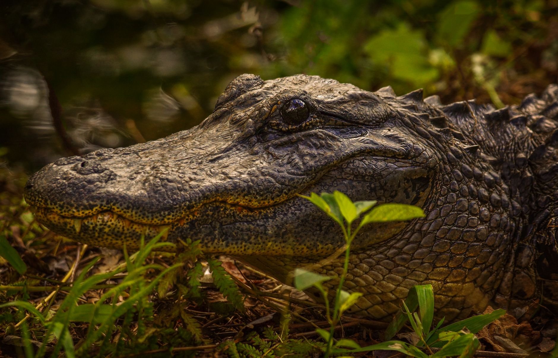 Southeastern Wildlife Exposition (SEWE) 2027