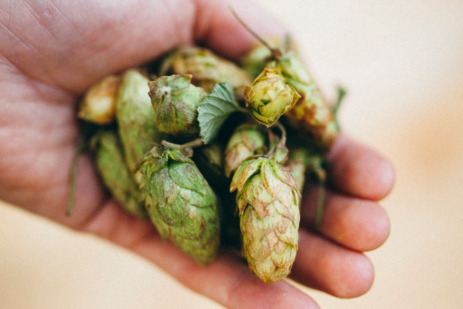 MI Brewers Guild U.P. Fall Beer Festival – 17th Annual