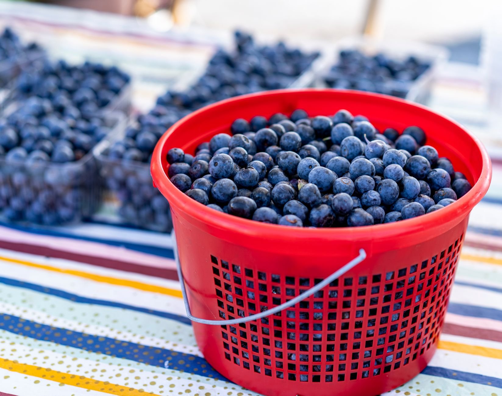 Downtown Marquette Blueberry Festival