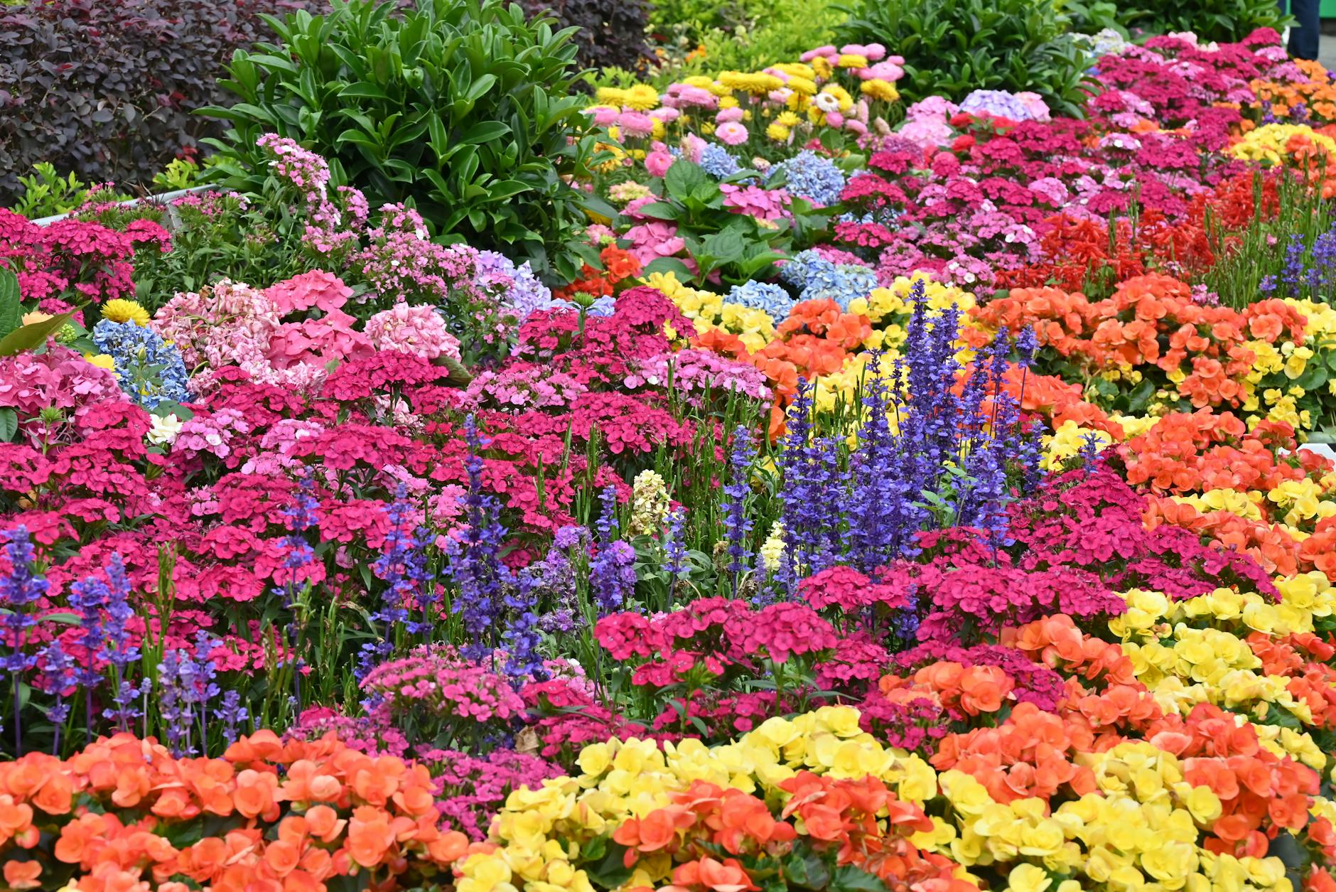 105th Annual Coronado Flower Show
