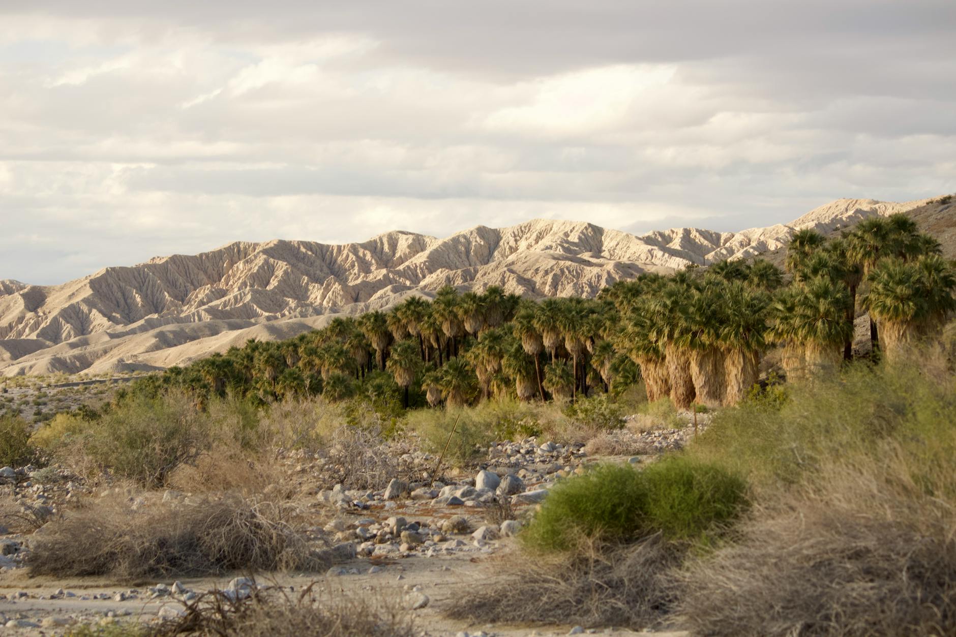 Scenic view of desert landscape with palm trees and mountains in Thousand Palms, California.