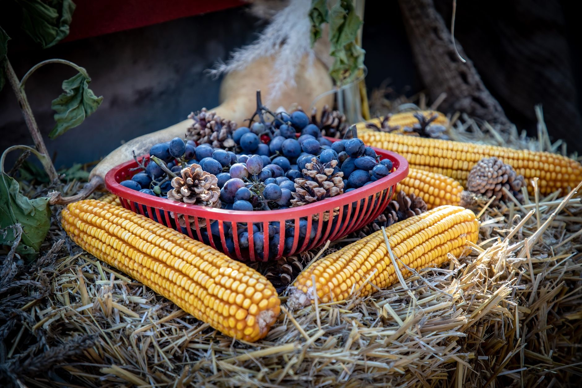 Hollister Grape & Fall Festival 2026